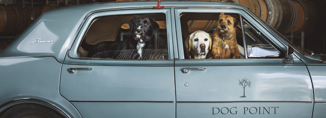 Dog Point Vineyard's 3 dogs in a car